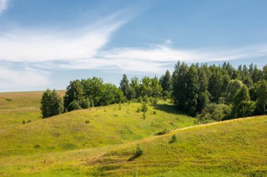 Yaz manzarası, vadi, çim filizi, karışık otlar. İğne ağaçları