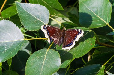 Nymphalis antiopa, Kuzey Amerika 'da yas pelerini olarak bilinir. 