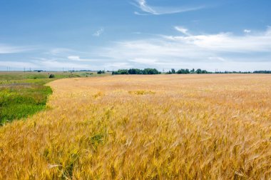 Yaz fotoğrafçılığı. Buğday tarlası, tahıl bitkisi, 