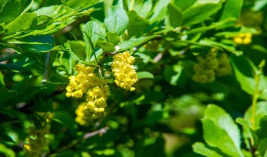 Berberis vulgaris, ya da kısaca böğürtlen, bir s 'dir.
