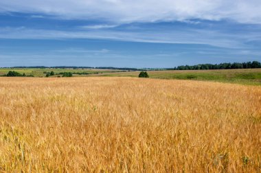 Yaz fotoğrafçılığı. Buğday tarlası, tahıl bitkisi, 