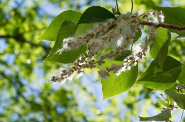  Dişi ağaçlar tarafından üretilen kavak çekirdekleridir. Ama sizi hapşırtan şey kabarık tüyler ya da tohumlar değildir..