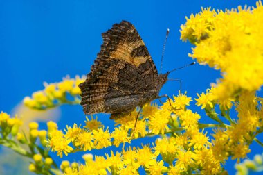  Solidago 'nun çiçekleri genelde kuzeyden gelir. 