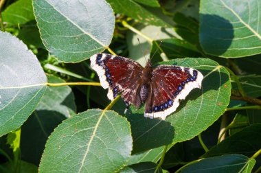 Nymphalis antiopa, Kuzey Amerika 'da yas pelerini olarak bilinir. 