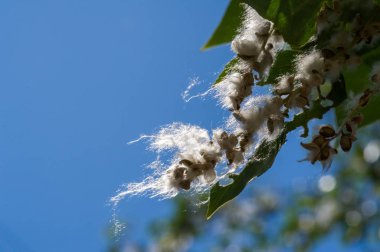  Dişi ağaçlar tarafından üretilen kavak çekirdekleridir. Ama sizi hapşırtan şey kabarık tüyler ya da tohumlar değildir..