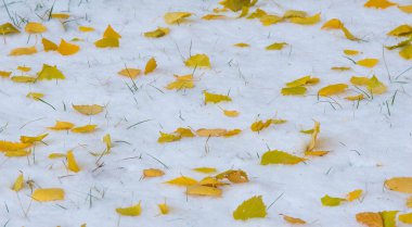 İlk kar, geç sonbahar, sonbahar kar üzerinde bırakır. Kar yağışı