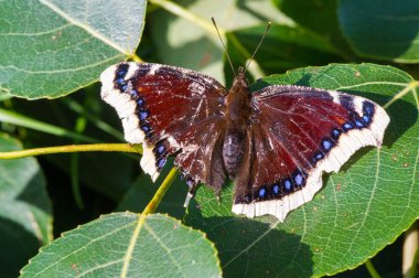 Nymphalis antiopa, Kuzey Amerika 'da yas pelerini olarak bilinir. 