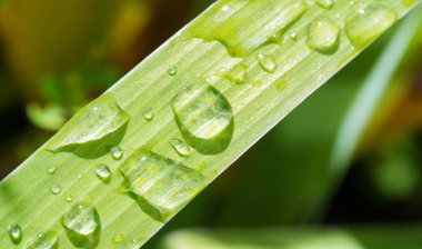 Doku, arka plan, desen, çim çim, yeşil doymuş