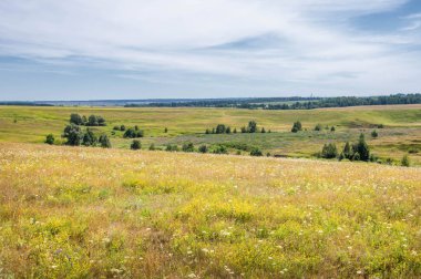 Yaz manzarası, vadi, çim filizi, karışık otlar. İğne ağaçları