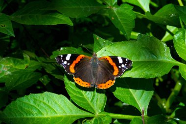 Vanessa Atalanta, Kızıl Amiral ya da daha önce Kızıl Amiral olan.