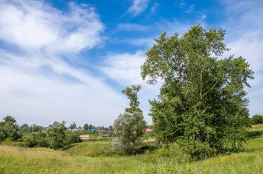 Yaz manzarası, vadi, çim filizi, karışık otlar. İğne ağaçları