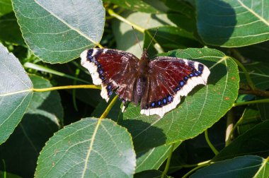 Nymphalis antiopa, Kuzey Amerika 'da yas pelerini olarak bilinir. 