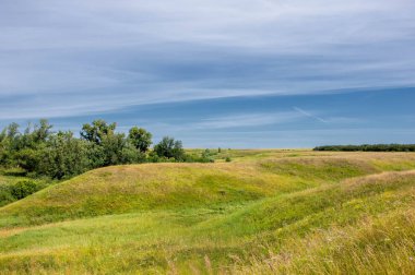 Yaz manzarası, vadi, çim filizi, karışık otlar. İğne ağaçları