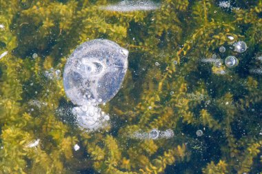 Doku deseni arka plan beyaz Kış, nehir buz hava kabarcıkları s