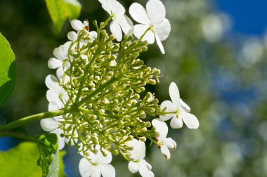 Kalina çiçekleri. Viburnum opulus Rusya 'da Viburnum meyvesi 