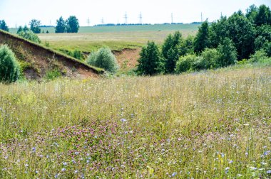 Yaz manzarası, vadi, çim filizi, karışık otlar. Küçük bir nehir.