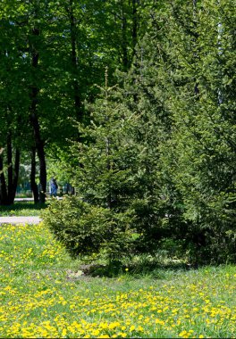 Doku, arka plan, desen, çim çim, yeşil doymuş