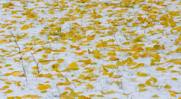 La primera nieve, a finales de otoño, las hojas de otoño en la nieve. nevadas —  Fotos de Stock