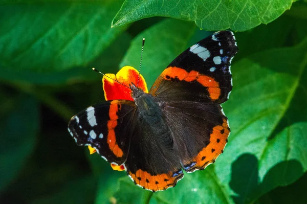 Vanessa Atlanta, den röda amiralen eller tidigare, den röda beundraren — Stockfoto