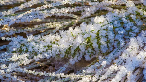Textur Hintergrund, Muster. Frost auf den Graszweigen. ein dep — Stockfoto