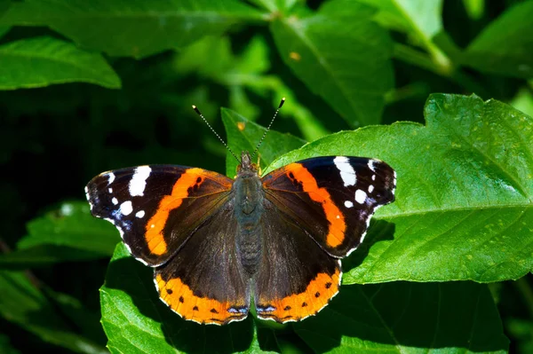 Vanessa atalanta, o almirante vermelho ou anteriormente, o admirador vermelho — Fotografia de Stock