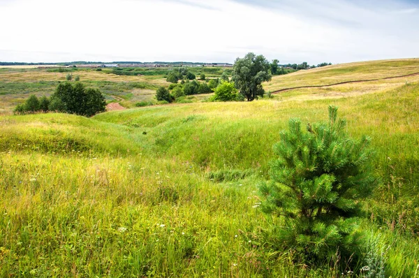 Zomer landschap, ravijn, gras zegge, bonte gras. een kleine rivier — Stockfoto