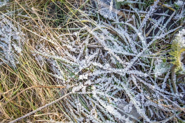 Texture background, pattern. Frost on the sprigs of grass. a dep — Stock Photo, Image