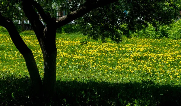 Textur, Hintergrund, Muster, Gras auf dem Rasen, grün gesättigt — Stockfoto