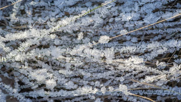 Текстура тла, візерунок. Мороз на гілочках трави. де — стокове фото