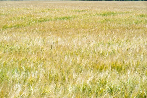 Letnia Fotografia. Pole pszenicy, zakład zbożowy, który jest — Zdjęcie stockowe