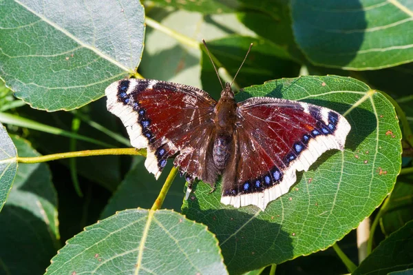 Nymphalis antiopa, known as the mourning cloak in North America — Stock Photo, Image