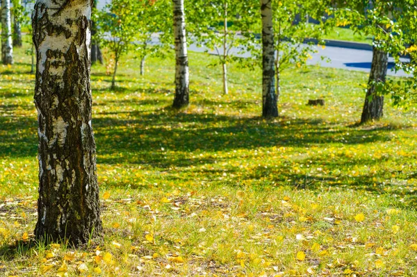 Fotografía de otoño, hojas rojo-amarillas en el césped. Esta belleza-f —  Fotos de Stock