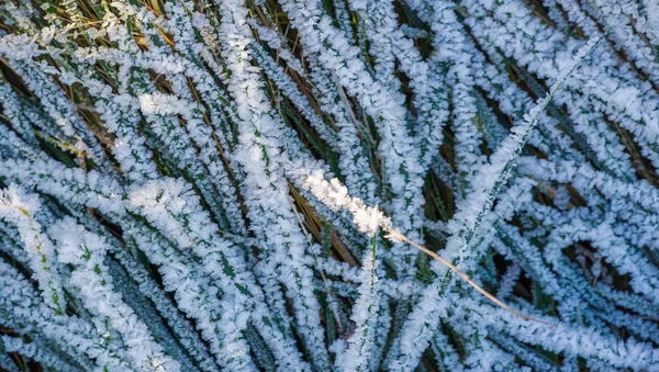 Tekstura, tło, wzór. Frost na gałązki trawy. a DEP — Zdjęcie stockowe
