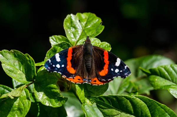 Vanessa Atalanta, almirante vermelho ou anterior, vermelho, delicioso, é um — Fotografia de Stock