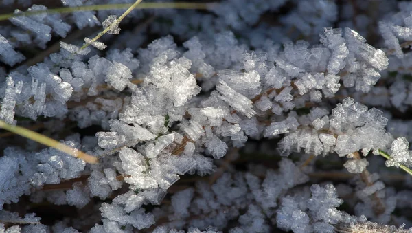 テクスチャの背景、パターン。草の小枝に霜。デップ — ストック写真