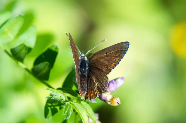Butterflies ... these adorable creatures at all times inspired a — Stock Photo, Image