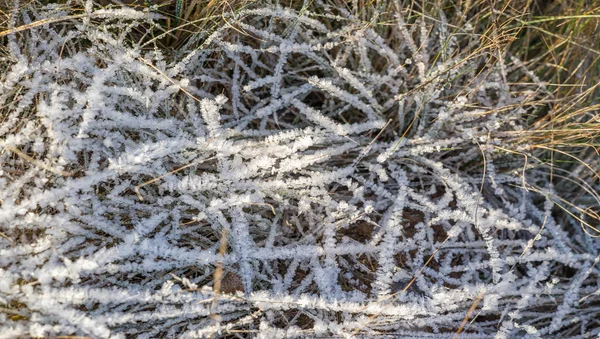 Текстура фона, рисунок. Фрост на веточках травы. a dep — стоковое фото