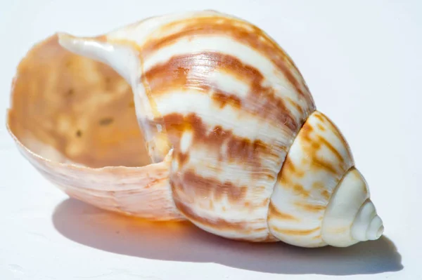 A sea shell or sea shell, also known simply as a shell, is a har — Stock Photo, Image