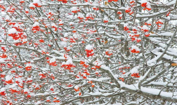 Herbstlandschaft der Fotografie, der erste Schnee fiel auf die Kleie — Stockfoto