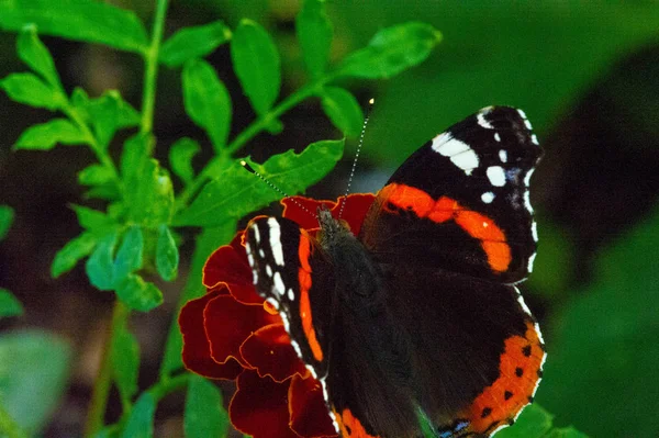 Vanessa atalanta, ο κόκκινος ναύαρχος ή νωρίτερα, ο κόκκινος θαυμαστής — Φωτογραφία Αρχείου