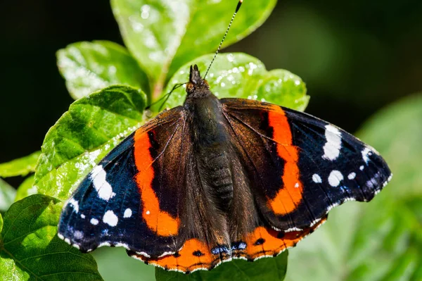 Vanessa Atalanta, almirante vermelho ou anterior, vermelho, delicioso, é um — Fotografia de Stock