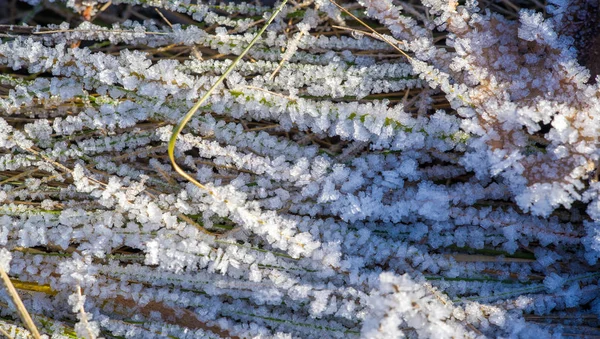 Textuur achtergrond, patroon. Vorst op de takjes gras. een DEP — Stockfoto