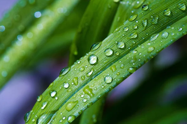 Vízcseppek a fűre, nyári esőzés után nedvesség kondenzátum — Stock Fotó