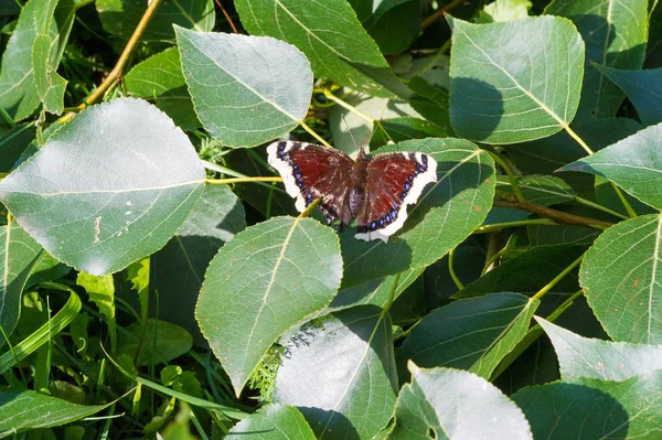 Nymphalis antiopa, Kuzey Amerika 'da yas pelerini olarak bilinir. 