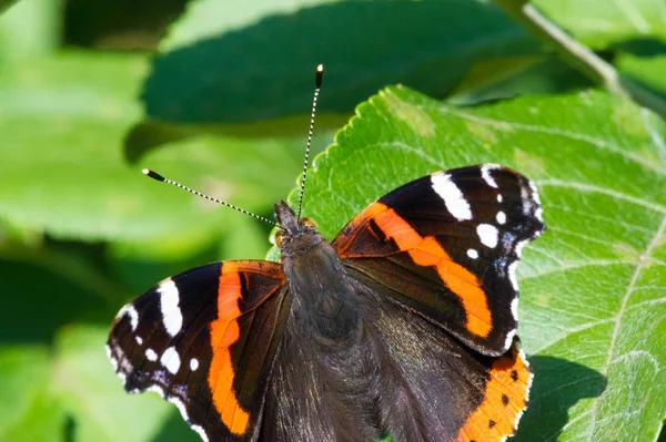 Vanessa Atalanta, röd amiral eller tidigare, röd, härlig, är en — Stockfoto