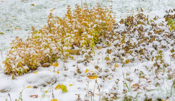 Tuvimos nuestra primera nieve de la temporada durante la noche, desempolvando —  Fotos de Stock