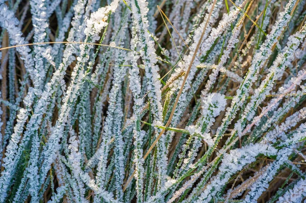 Textuur achtergrond, patroon. Vorst op de takjes gras. een DEP — Stockfoto