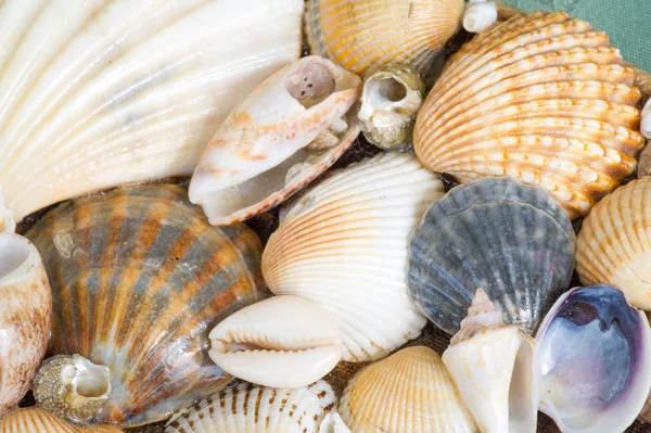 Una concha de mar o concha de mar, también conocida simplemente como concha, es un har —  Fotos de Stock