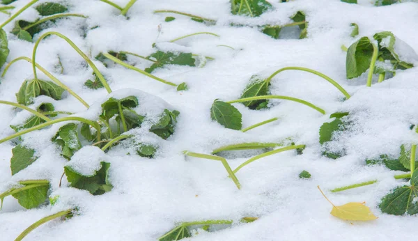 Tuvimos nuestra primera nieve de la temporada durante la noche, desempolvando —  Fotos de Stock