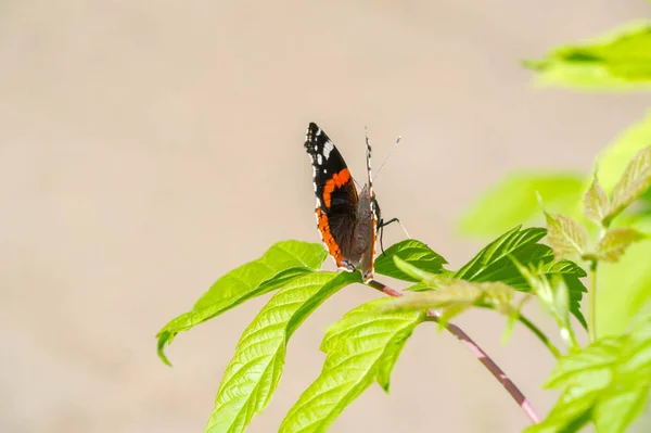 Vanessa Atalanta, red admiral or earlier, red, delightful, is a — Stock Photo, Image